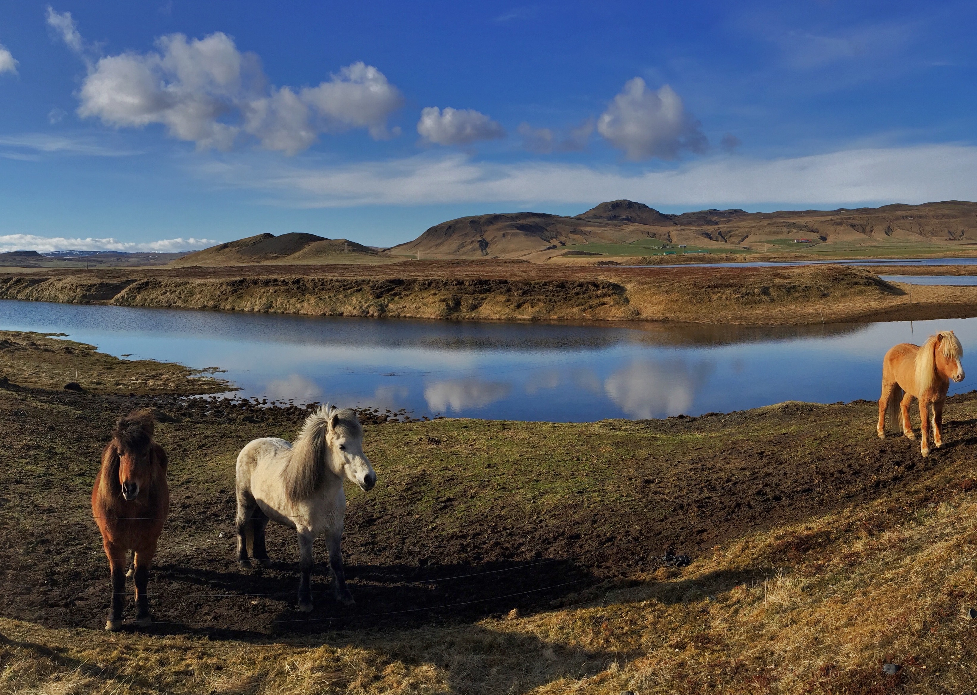 Icelandic horses beside a still lake, Iceland